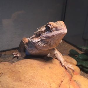 Meet your Posher, Isaiah